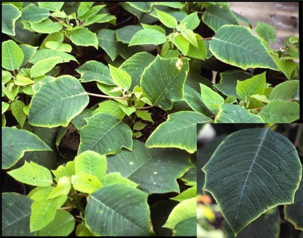 Molybdenum Deficiency on Poinsettia- Green leaves with yellowed edges.